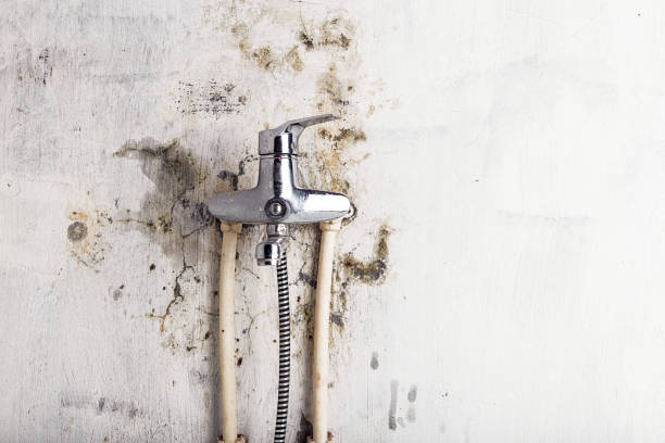 Best Water Damage Restoration  in Millbrook, AL