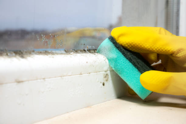 Best Certified Mold Removal  in Millbrook, AL