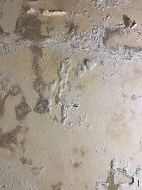 Best Residential Mold Removal  in Millbrook, AL
