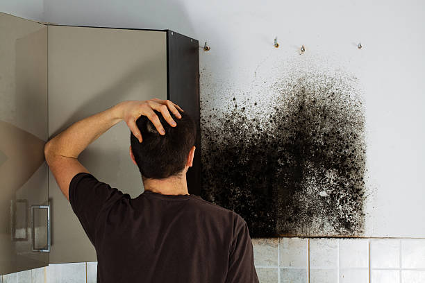 Mold Removal and Inspection in Millbrook, AL