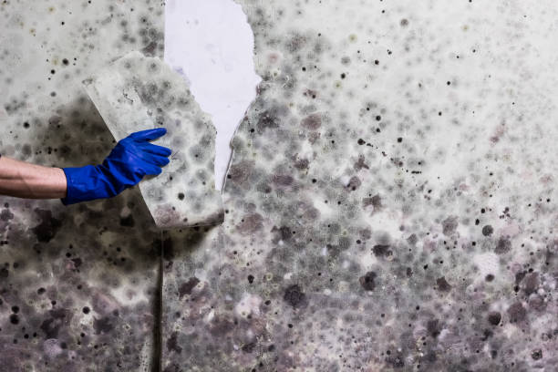 Mold Removal Process in Millbrook, AL