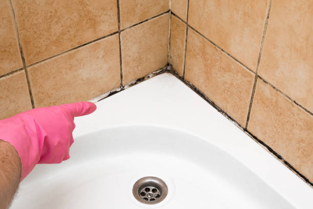 Certified Mold Removal in Millbrook, AL