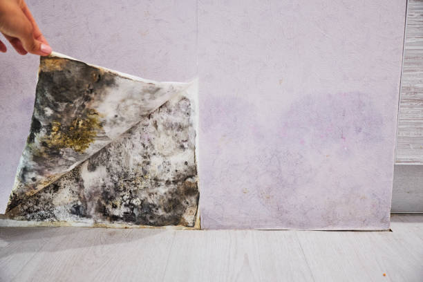 Best Crawl Space Mold Removal  in Millbrook, AL
